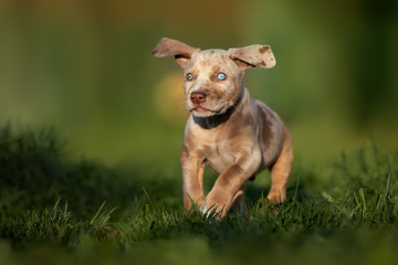 happy catahoula leopard dog puppy running outdoors in summer © otsphoto