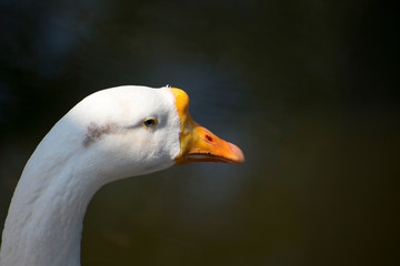 White Duck Closeup 