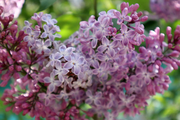 Lilac flowers in the garden