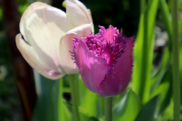 Naklejka premium Lilac fringed tulip flower in the garden