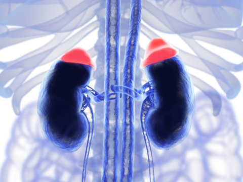 Adrenal glands and in red. Illustrated xray like image. 3D illustration