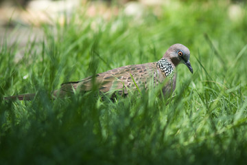 The Spotted Dove