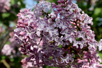 Lilac flowers in the garden