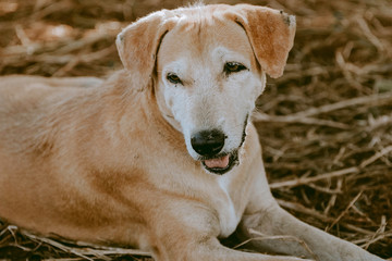 This is a Dog captured while on rest,