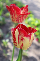 Red-yellow Rembrandt Tulip Flower in the Garden