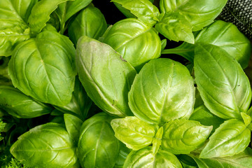 Fresh green lettuce salad leaves closeup. Salad texture