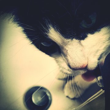 Cat Drinking From Faucet