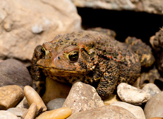 toad on the ground