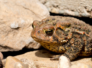 Toad on the stone