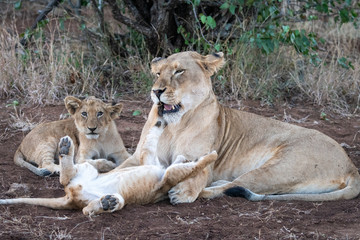 Lioness (Panthera leo) caring for her young cubs in the Timbavati Reserve, South Africa