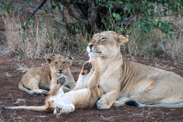 Lioness (Panthera leo) caring for her young cubs in the Timbavati Reserve, South Africa