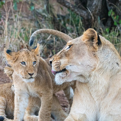 Lioness (Panthera leo) caring for her young cubs in the Timbavati Reserve, South Africa