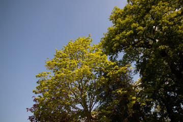 Trees 