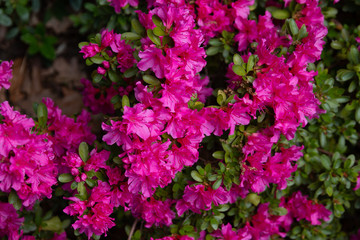 Pink flower Backround