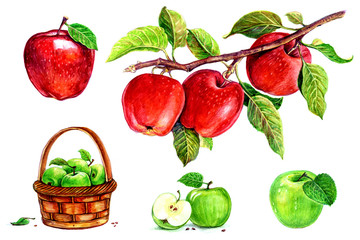 Apples in a basket, apples with a leaf, apples on a branch. Set of watercolor illustrations for labels, menus, or packaging design.