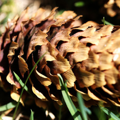 Pinecone 