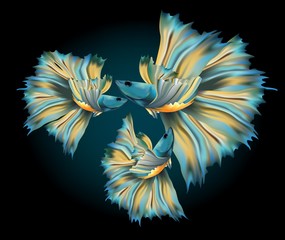 Elegant metallic blue with yellow fancy tail Siamese fighting fish 