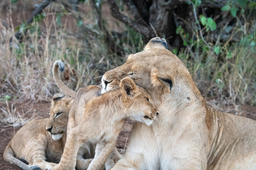 Lioness (Panthera leo) caring for her young cubs in the Timbavati Reserve, South Africa