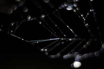 A night web with Dewdrop metamorphoses. Abstract image.