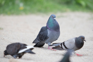 Male pigeon courting a female.
