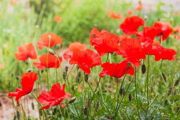 Field of poppies close up. Fresh spring, summer, rural concept. Floral background. Selective focus. Greeting card for Day of remembrance