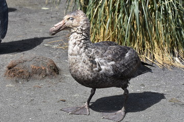 Northern giant petrel at Gold Harbour, South Georgia Island