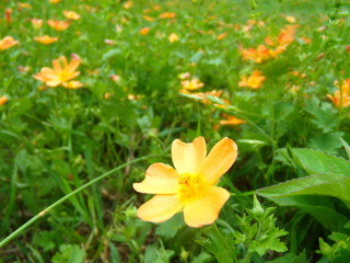 KODAK Digital Still Camera