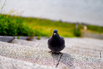 鳩正面から