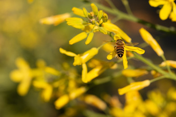 Honey bees gathering pollen on the yellow flowers of blossoming Tuscan Kale