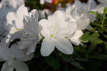 Azalea Flower