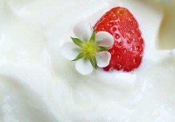 Fresh strawberry in white cream yogurt