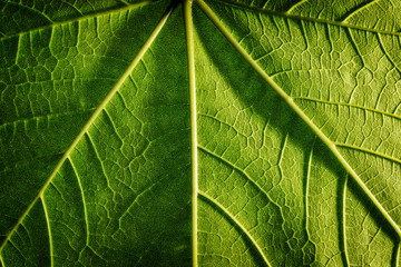 close up macro of a leaf with veins 