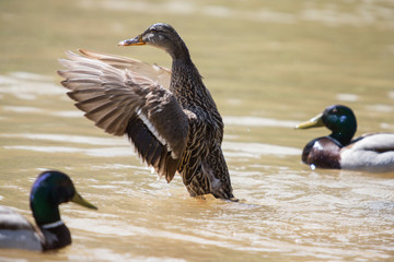 Mallard female with extended wings.