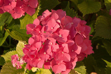 Pink colour hydrangea flower on branch with green leaves, Bulgaria.