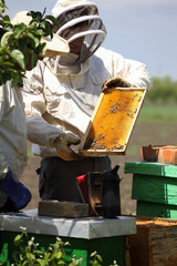  beekeepers dressed in special suits inspect the condition of the bees and the amount of honey, photographed at the bee colony