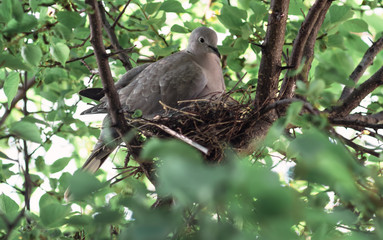 A wild pigeon is sitting in a nest. The bird is sitting on the eggs.