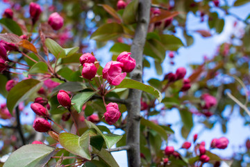 Abundance of pink blossoms densely covering apple tree branches of the background of the blue sky and green leafy trees.Apple tree flowering in a botanical garden.