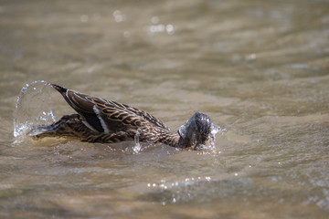 Mallard female bathing in the river.