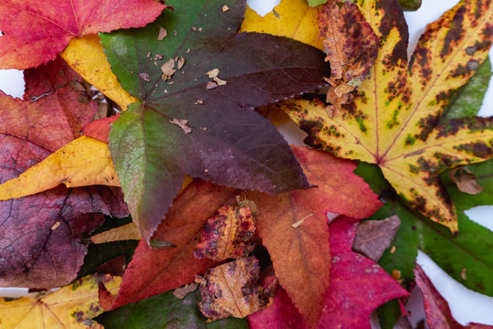 Oto&ntilde;o y resaca de colores, todos, los mas lindos, los tonos calidos que anuncian la llegada del invierno