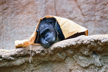 Affe-Jim Panse