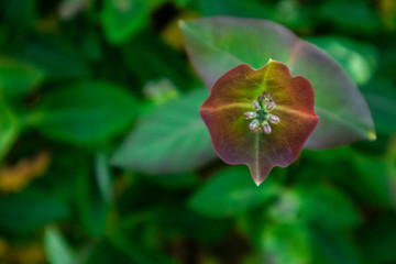 Red and green leaves in the garden