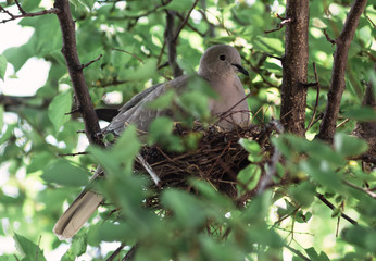 A wild pigeon is sitting in a nest. The bird is sitting on the eggs.