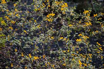  Korean goldenbell yellow flowers blooming closeup