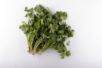 a bunch of fresh fragrant cilantro she is a caryander closeup on a white background