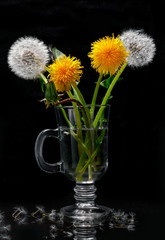 Bouquet of dandelions on a black background