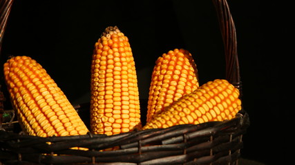 Closeup, four corn on cobs inside basket, ripe grain in autumn, black background