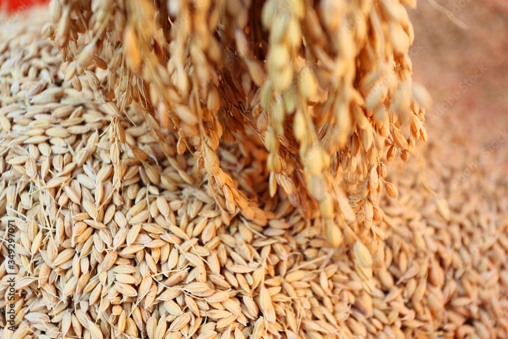 Wall mural closeup of wheat grains falling, the process of harvesting organic crops