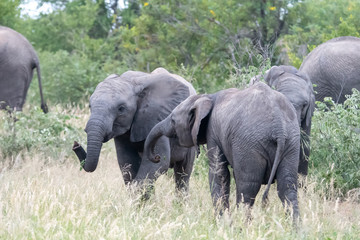 Family group of African elephants (Loxodonta africana) in the Timbavati Reserve, South Africa