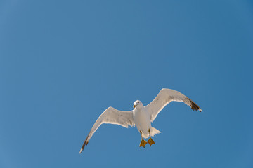One big free white flying seagull and looking down on blue clean sky background