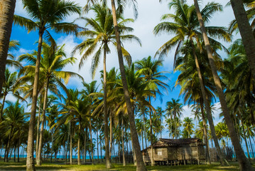 Fototapeta na wymiar A secluded old house among coconut tress in Terengganu, Malaysia.